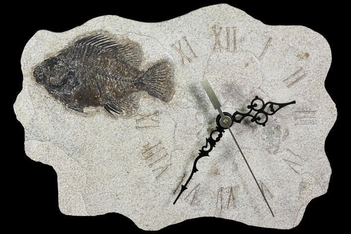 Wide Clock With Cockerellites Fish Fossil - Wyoming #114317